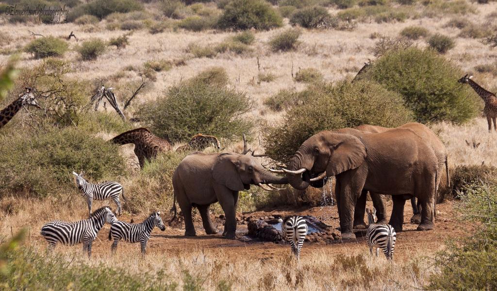 Elerai Camp Amboseli Exterior photo